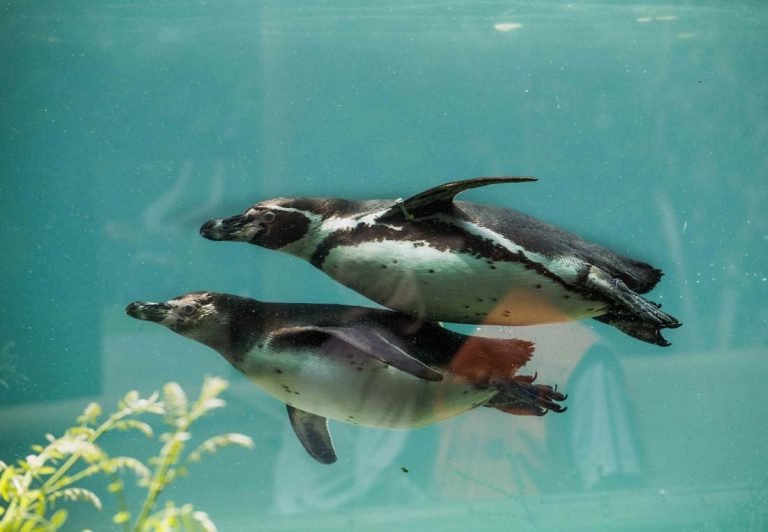 Programa-de-conservación-pingüino-de-Humboldt-zoo-Nacional