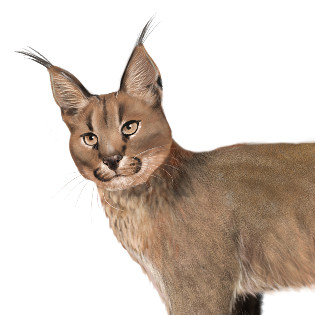 Caracal, es una especie de mamífero carnívoro del género Caracal, de la familia Felidae.