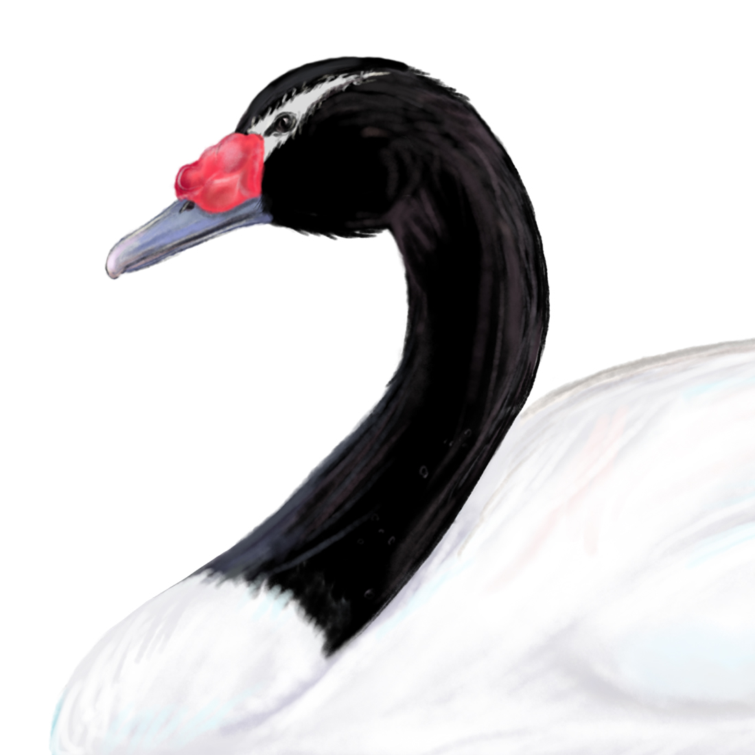 Cisne cuello negro