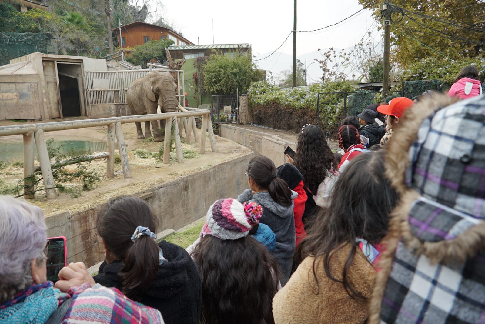 Foto Elefantes Zoo