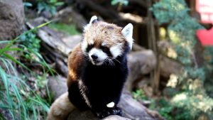 Kelú, el primer y único panda rojo nacido en nuestro país hasta la fecha.