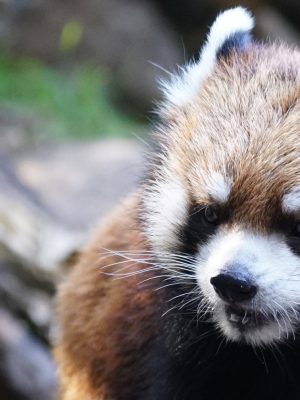 Kelú, el primer y único panda rojo nacido en nuestro país hasta la fecha.